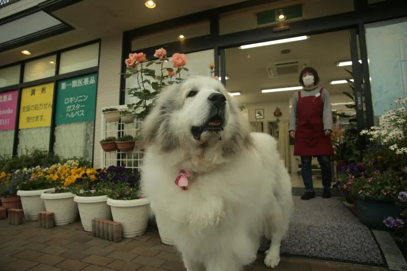 Democracy Gone to the Dogs: The Great Pyrenees Who Ran a Minnesota Town Better Than Most Politicians